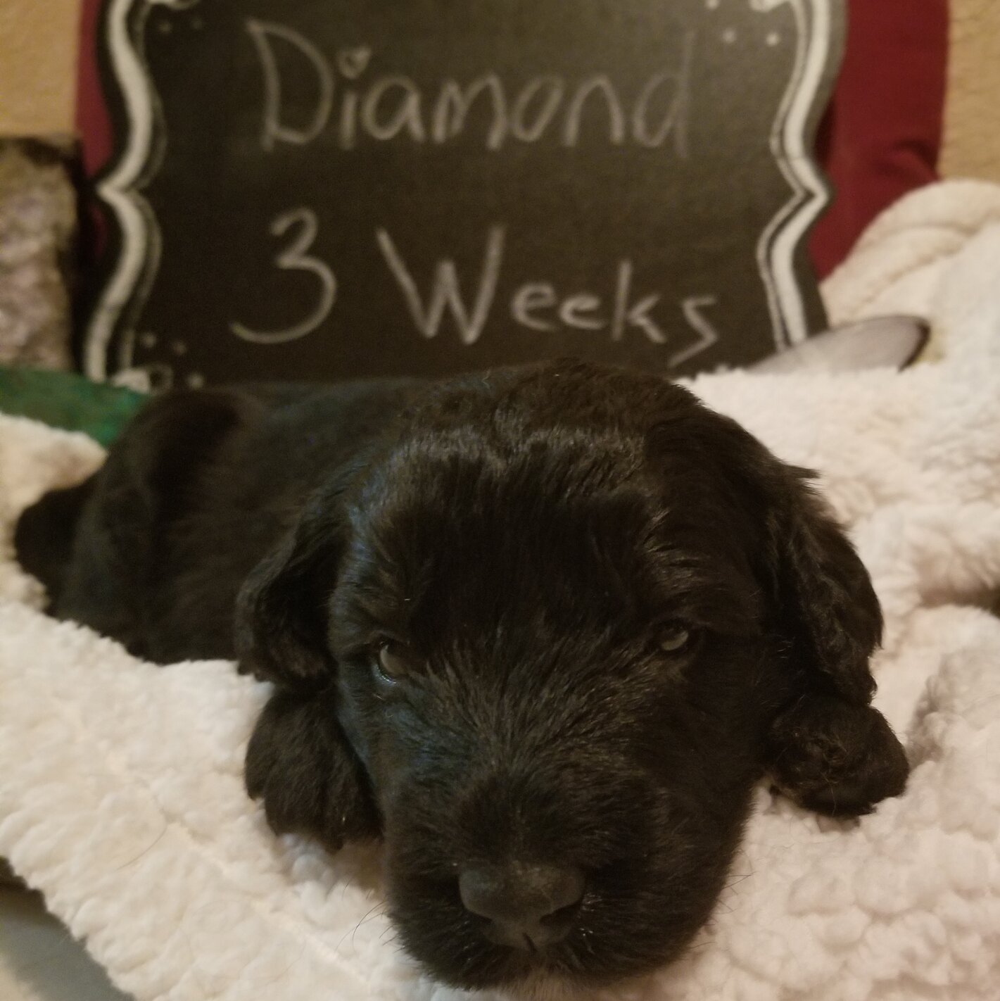Image of a Bernedoodle Puppy